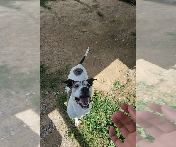 Medium Photo #8 Boxer-Unknown Mix Puppy For Sale in Evansville, IN, USA