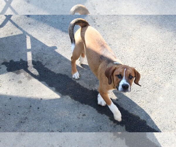 Medium Photo #7 Boxer-Unknown Mix Puppy For Sale in Burnsville, MN, USA