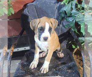 Boxer Puppy for sale in ARTHUR, IL, USA