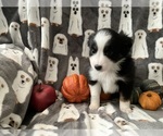 Puppy Kit Kat Miniature Australian Shepherd