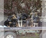Small #1 Australian Shepherd-German Shepherd Dog Mix