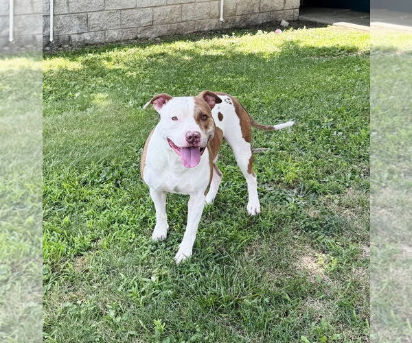 Medium Photo #2 American Staffordshire Terrier-Unknown Mix Puppy For Sale in Perth Amboy, NJ, USA