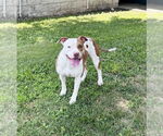 Small #1 American Staffordshire Terrier Mix