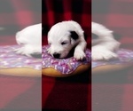 Small Photo #9 Border Collie-Sheepadoodle Mix Puppy For Sale in MARATHON, WI, USA