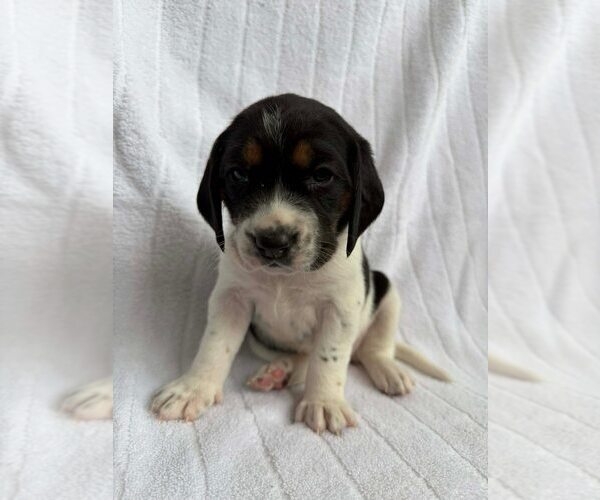 Medium Photo #2 Beagle-Unknown Mix Puppy For Sale in New York, NY, USA