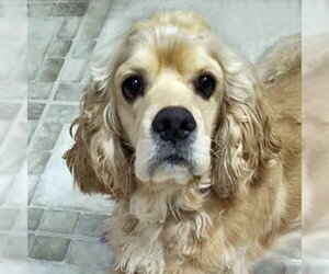 Cocker Spaniel Dogs for adoption in Arlington, VA, USA