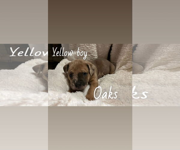 Medium Photo #5 Boxer-Unknown Mix Puppy For Sale in Holly Springs, NC, USA