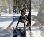 Small Doberman Pinscher