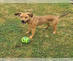 Beagle-Black Mouth Cur Mix Dogs for adoption in Grovetown, GA, USA