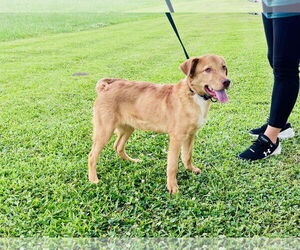 Golden Retriever Dogs for adoption in New Orleans, LA, USA