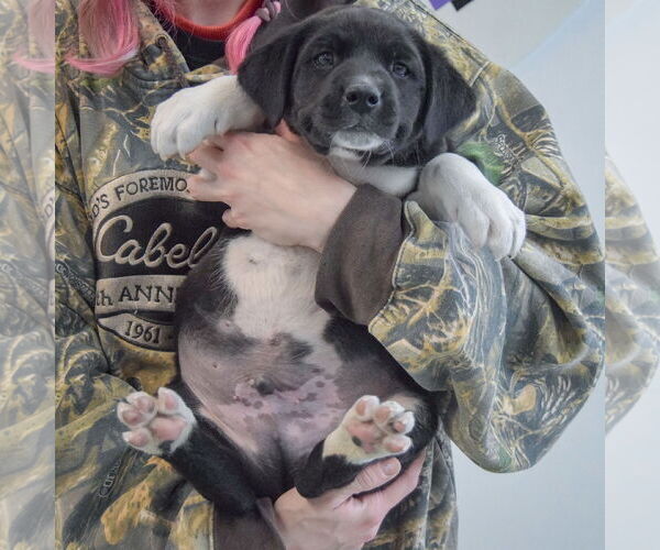 Medium Photo #4 American Bulldog-Unknown Mix Puppy For Sale in Huntley, IL, USA