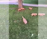Small #4 Golden Retriever