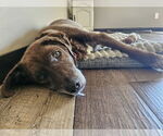 Small #2 Labrador Retriever Mix