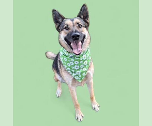 Medium Photo #1 German Shepherd Dog Puppy For Sale in Bakersfield, CA, USA