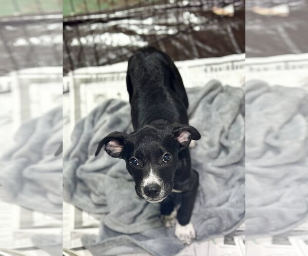 Medium Photo #3 Labrador Retriever-Unknown Mix Puppy For Sale in SHERBURNE, NY, USA