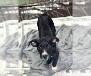Juno (NY-Lia) *Rochester NY* - Female Labrador Retriever-Unknown Mix Dog for Adoption - Photo #3