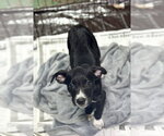 Small #2 Labrador Retriever Mix