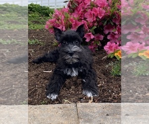 Schnauzer (Miniature) Puppy for sale in CANOGA, NY, USA