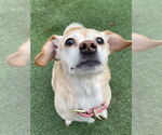 Small #3 Chihuahua Mix