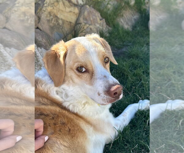 Medium Photo #3 Border Collie Puppy For Sale in Sandy, UT, USA