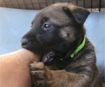 Small Photo #3 German Shepherd Dog-Malinois Mix Puppy For Sale in EAGLE POINT, OR, USA