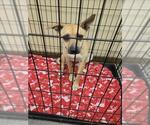 Small Black Mouth Cur Mix