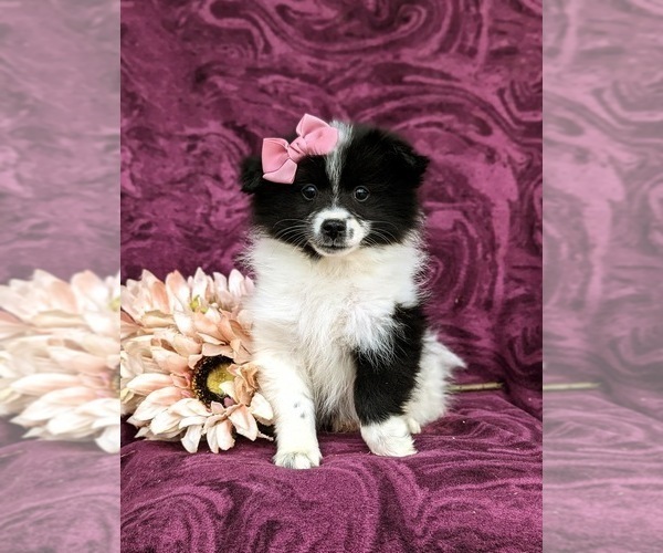 Medium Photo #2 Pomeranian Puppy For Sale in LINCOLN UNIVERSITY, PA, USA