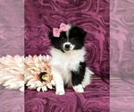 Small Photo #2 Pomeranian Puppy For Sale in LINCOLN UNIVERSITY, PA, USA