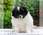Image preview for Ad Listing. Nickname: Olive