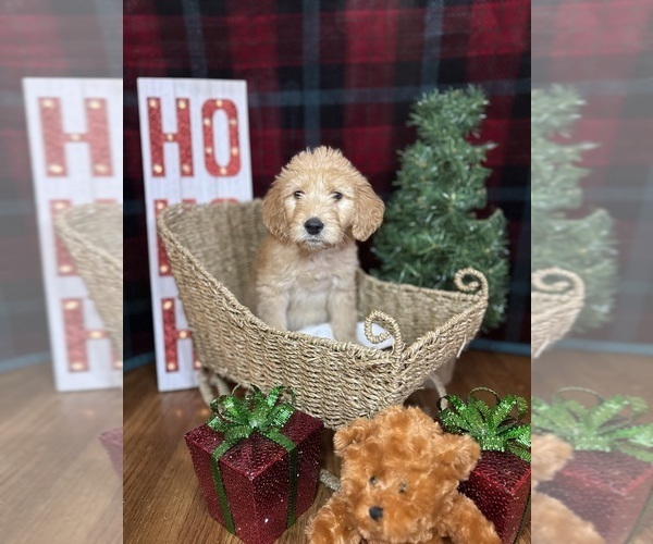 Medium Photo #5 Goldendoodle Puppy For Sale in OXFORD, GA, USA