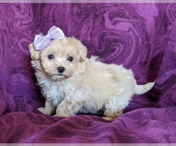 Medium Photo #1 Maltipoo Puppy For Sale in NOTTINGHAM, PA, USA