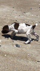 Brittany-German Shorthaired Pointer Mix Puppy for sale in ANGIER, NC, USA