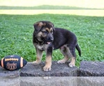 Small #1 German Shepherd Dog