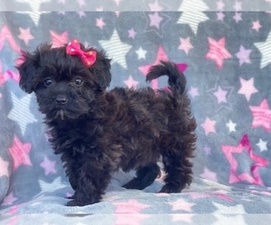 Poodle (Miniature)-Shorkie Tzu Mix Puppy for sale in LAKELAND, FL, USA