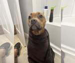 Small #1 Bullboxer Pit
