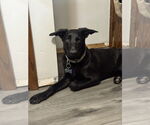 Small #2 Shepradors