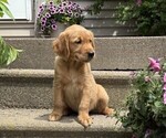Small #3 Golden Retriever