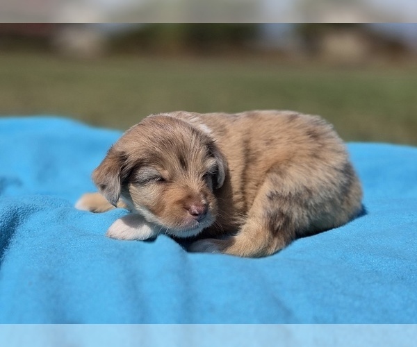 Medium Photo #5 Aussiedoodle Puppy For Sale in WILLS POINT, TX, USA