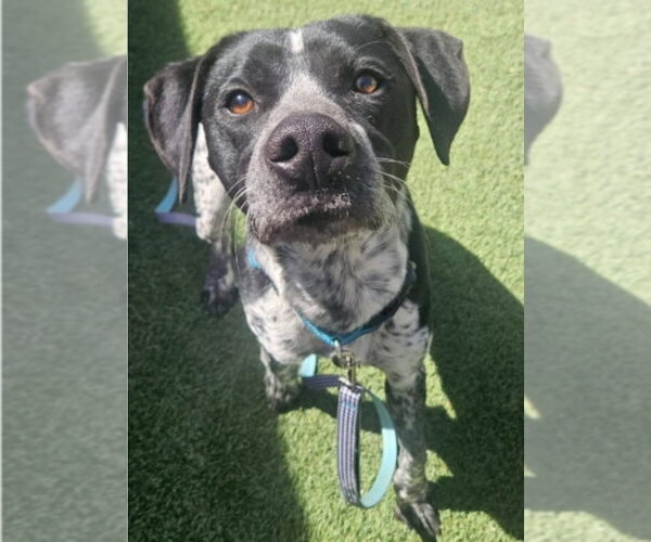 Medium Photo #1 Pointer-Unknown Mix Puppy For Sale in Lakewood, CO, USA