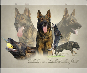 Father of the German Shepherd Dog puppies born on 06/01/2022