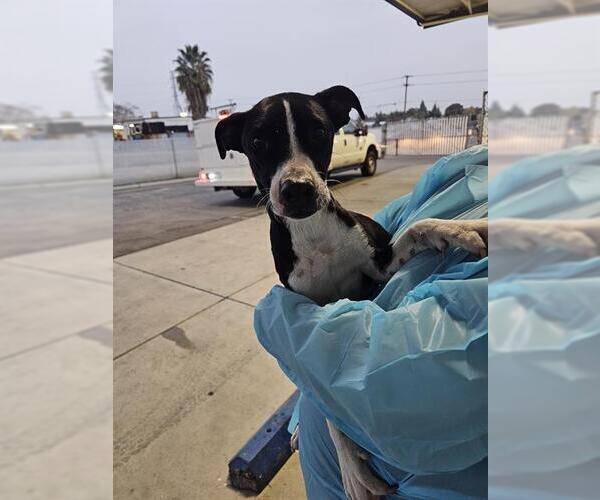 Medium Photo #1 Mutt Puppy For Sale in Bakersfield, CA, USA