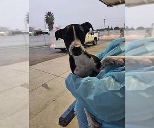 Mutt Dogs for adoption in Bakersfield, CA, USA