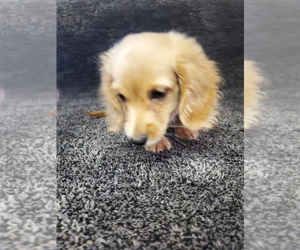 Medium Photo #4 Dachshund Puppy For Sale in FAYETTEVILLE, TN, USA
