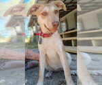 Small Photo #3 Unknown-Welsh Corgi Mix Puppy For Sale in Boston, MA, USA