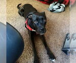 Small #1 Boxer Mix