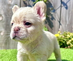Small #1 French Bulldog