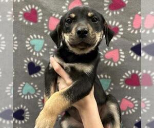 Mutt Dogs for adoption in Carrollton, TX, USA