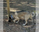 Small #2 German Shepherd Dog Mix