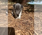 Small Photo #3 Rat Terrier Puppy For Sale in HARRISONBURG, VA, USA