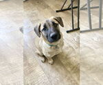Small #3 Mutt